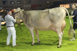 151128SC15 348_Abt 8 Rang 10 Jongleur Cookie von Peter Betschart SZ